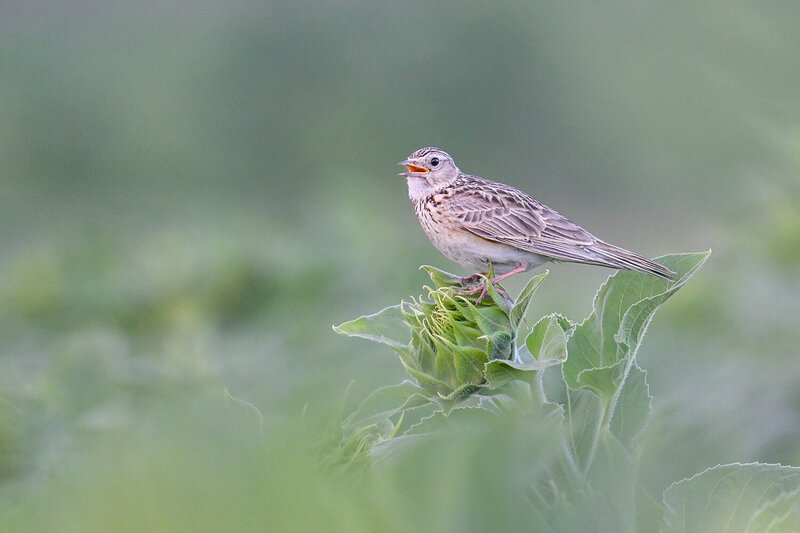 Alauda arvensis фото превью