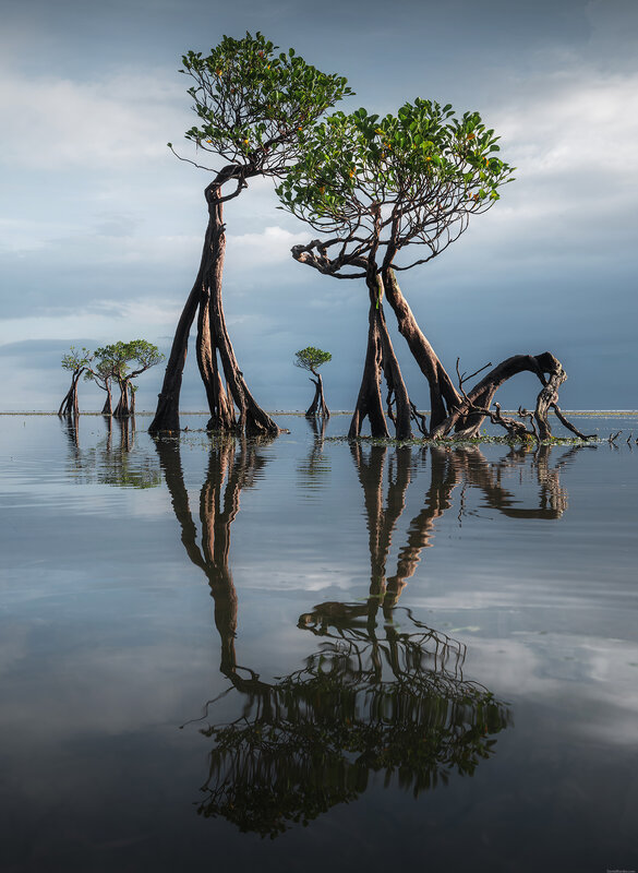 Sumba dancing trees фото превью