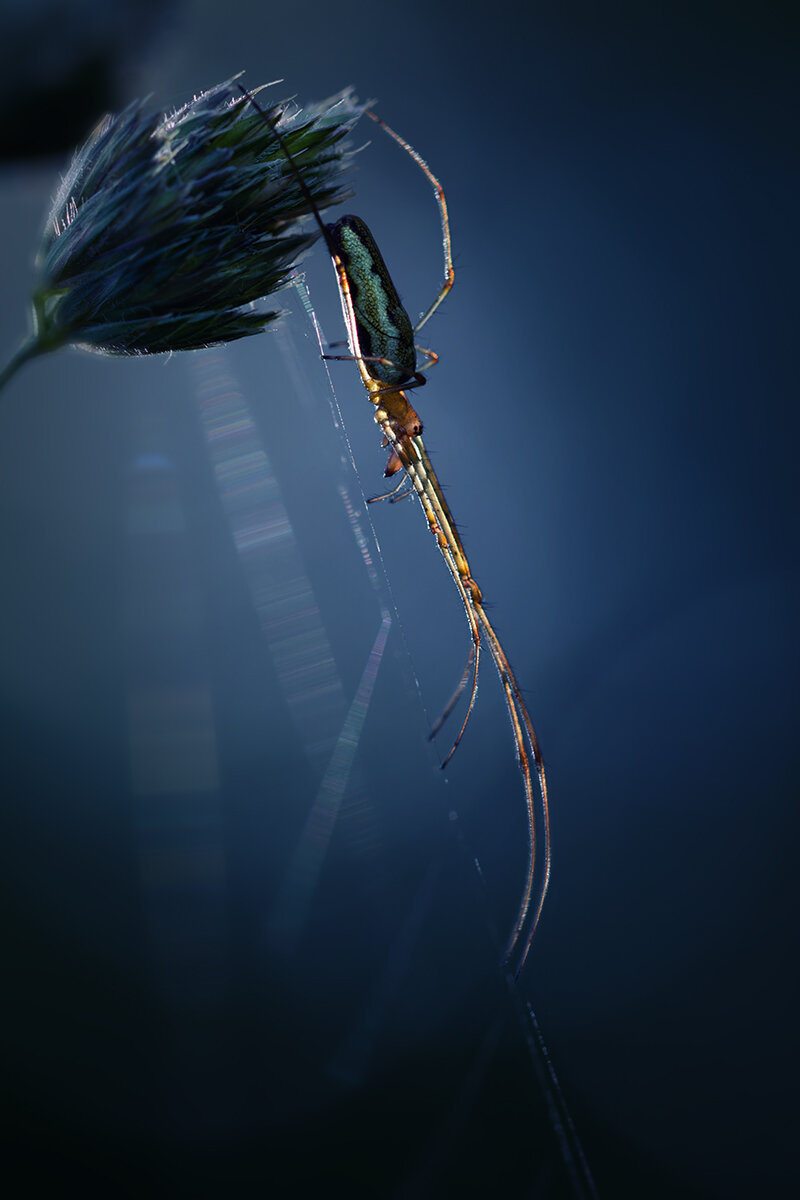 Момент равновесия. Автор: Хилько Марина макро, паук, macro, spider, Хилько Марина