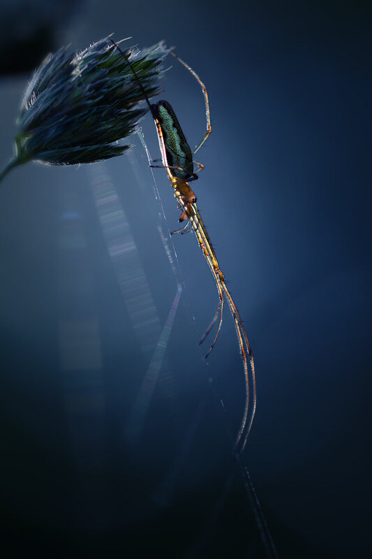 макро, паук, macro, spider Момент равновесия фото превью