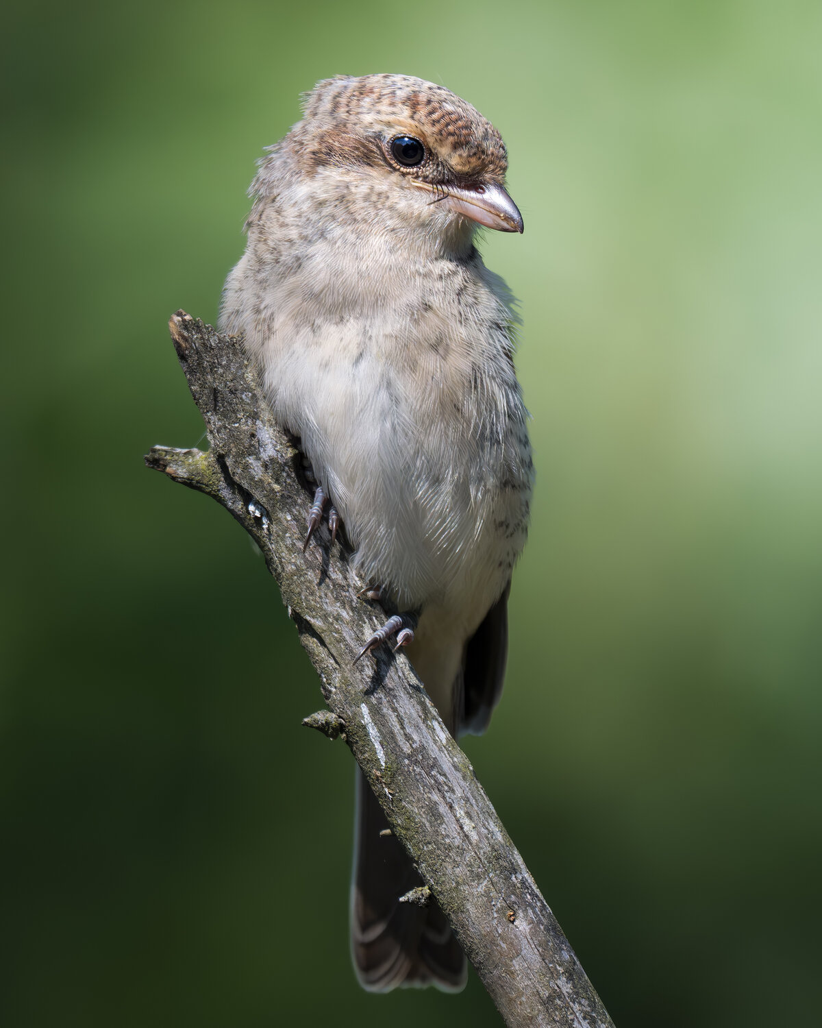 Сорокопут-жулан (Lanius collurio) . Автор: Поляков Михаил , Поляков Михаил