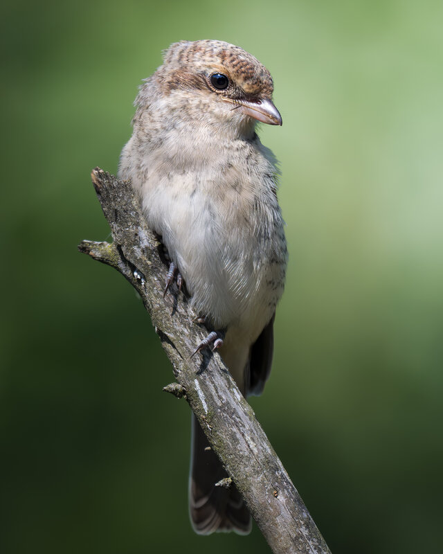 Сорокопут-жулан (Lanius collurio)  фото превью