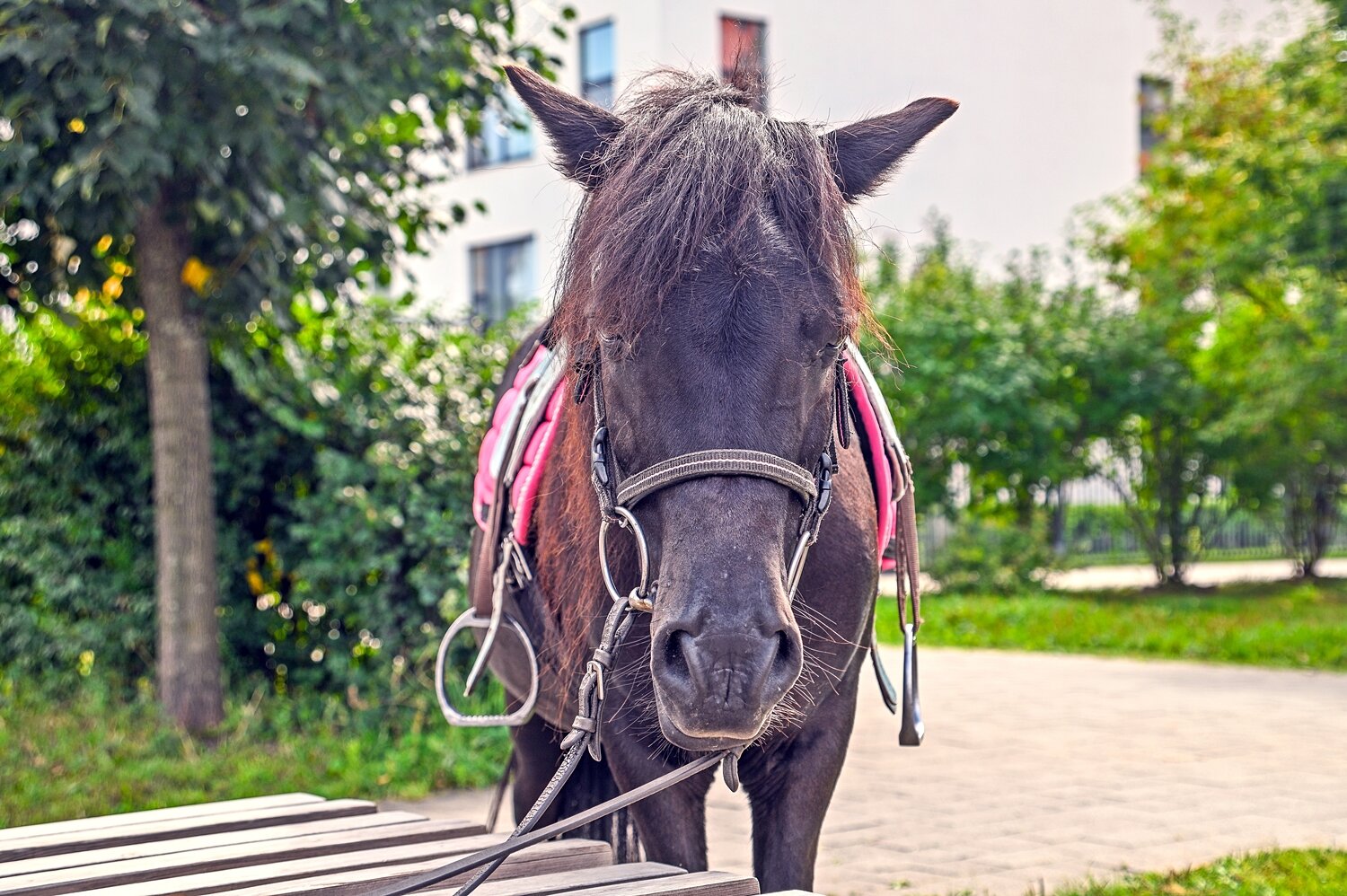 ,  Валерий
