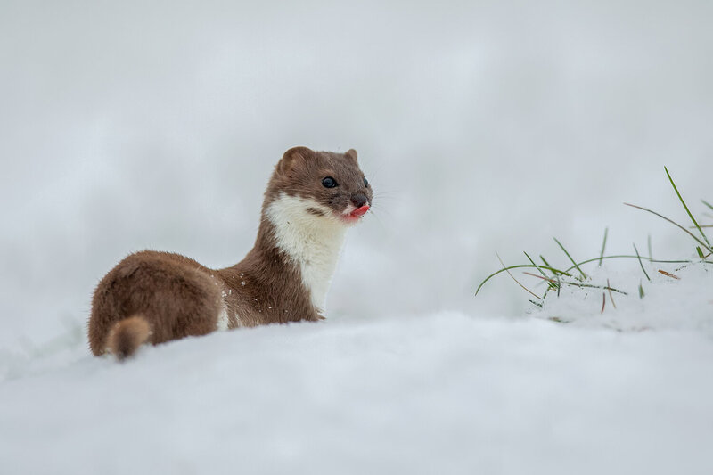 Stoat in Winter Snow with Tongue Out – Cute Wildlife Portrait