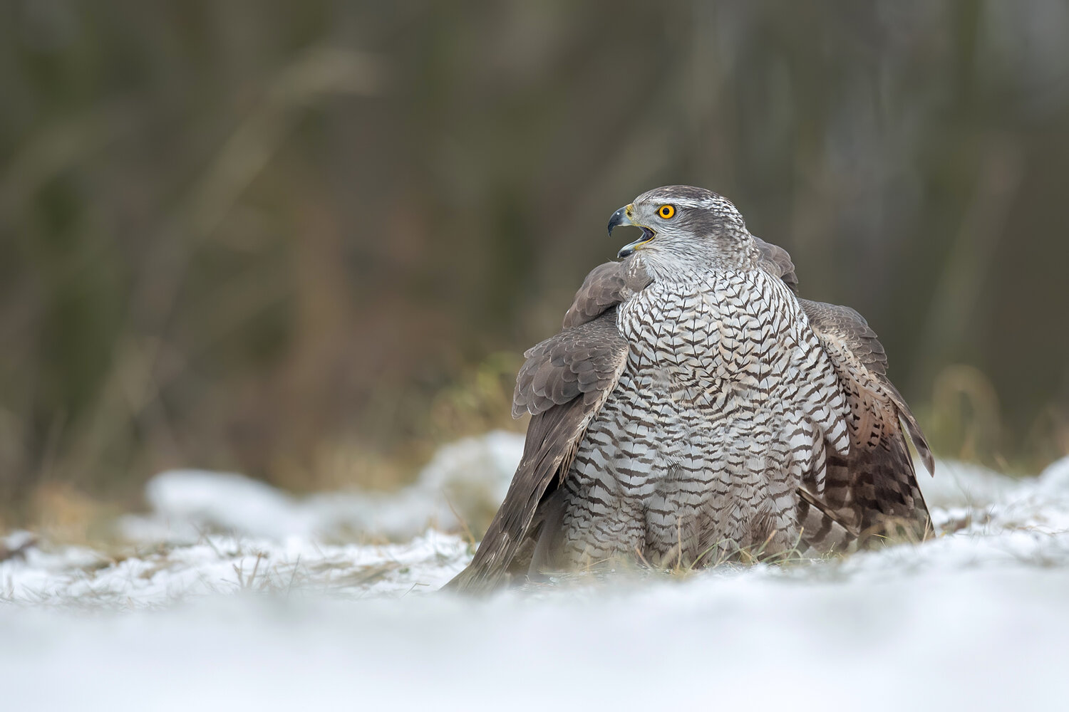 northern goshawk, accipiter gentilis, goshawk, hawk, raptor, bird of prey, bird, wildlife, wildlife photography, bird photography, predator, forest, winter, snow, snowy ground, calling, open beak, alert, intense gaze, portrait, close up, low angle, natura, Damian Kwasek