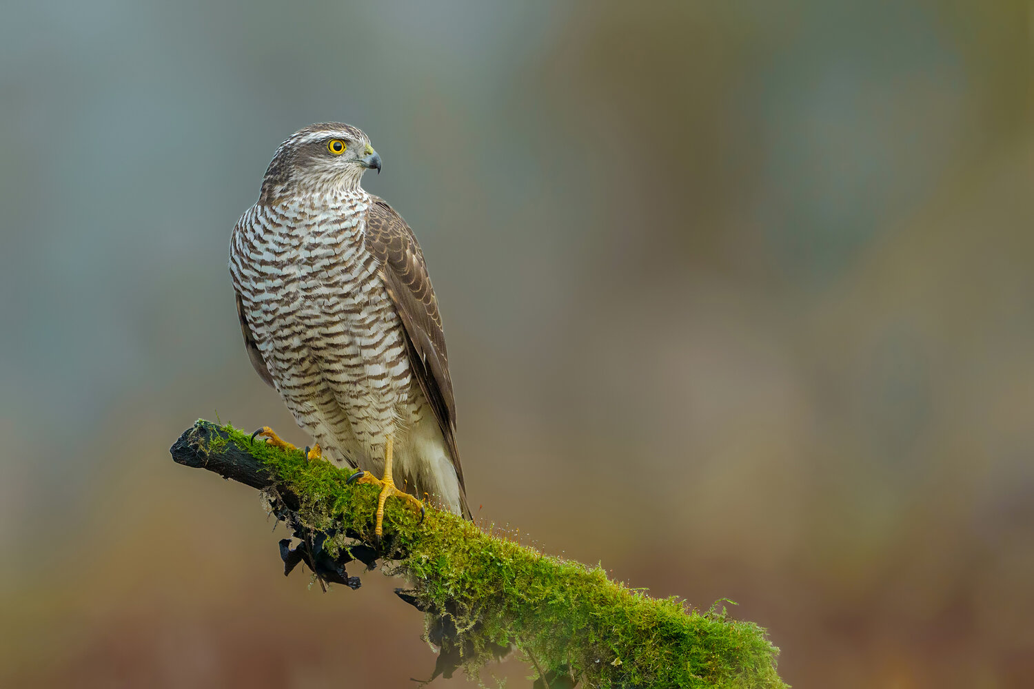 eurasian sparrowhawk, accipiter nisus, sparrowhawk, hawk, raptor, bird of prey, bird, wildlife, wildlife photography, bird photography, predator, forest, moss, mossy branch, perch, perched bird, portrait, close up, yellow eye, feathers, plumage, woodland,, Damian Kwasek