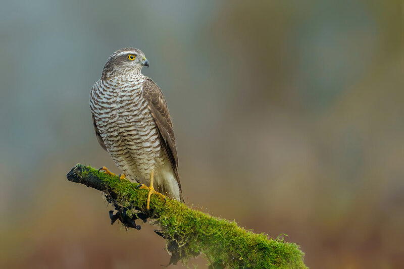 Eurasian Sparrowhawk Perched on a Moss-Covered Branch