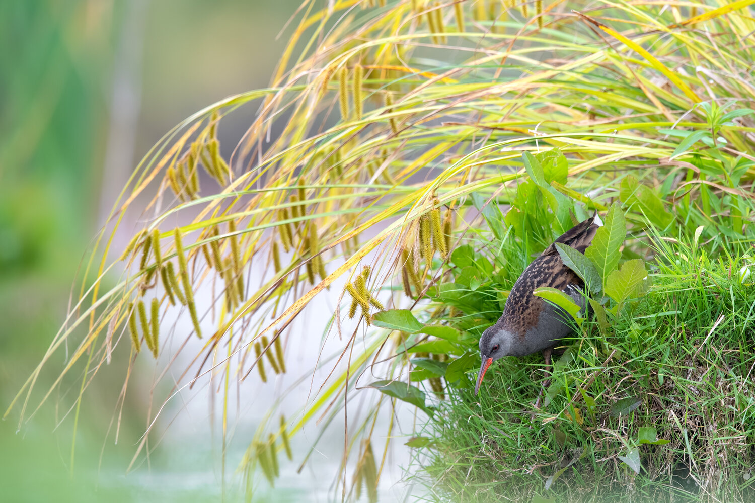 water rail, rallus aquaticus, rail, marsh bird, wetland bird, bird, wildlife, wildlife photography, bird photography, nature, wetland, marsh, reeds, sedges, grass, vegetation, shoreline, freshwater, habitat, secretive bird, elusive, camouflage, foraging, , Damian Kwasek