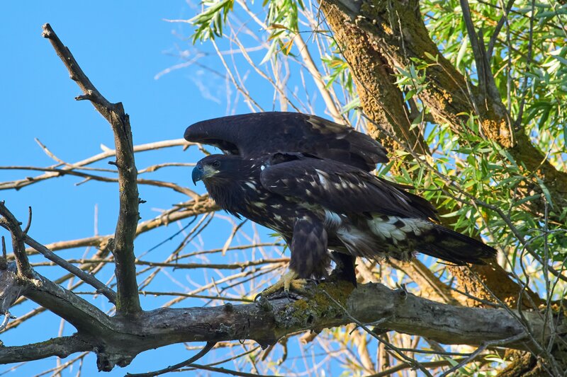 Haliaeetus albicilla, орлан-белохвост Haliaeetus albicilla фото превью