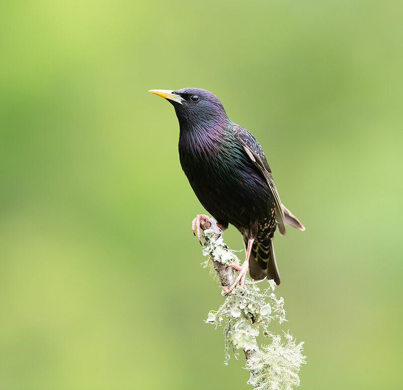 european starling, обыкновенный скворец, starling, скворец, птицы, birds, wild European Starling - Обыкновенный Cкворец фото превью