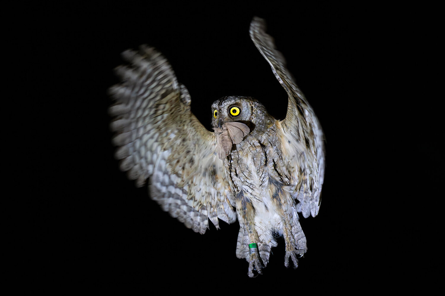 Ночной охотник. Автор: Михаил Ездаков Сплюшка, сова, Eurasian scops owl, scops owl, портрет, охота, ночь, Михаил Ездаков