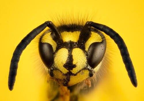 Wasp