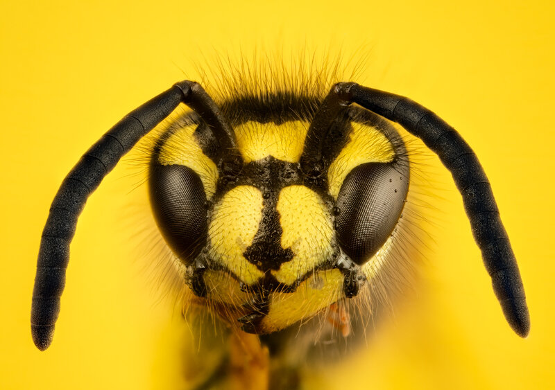 Wasp