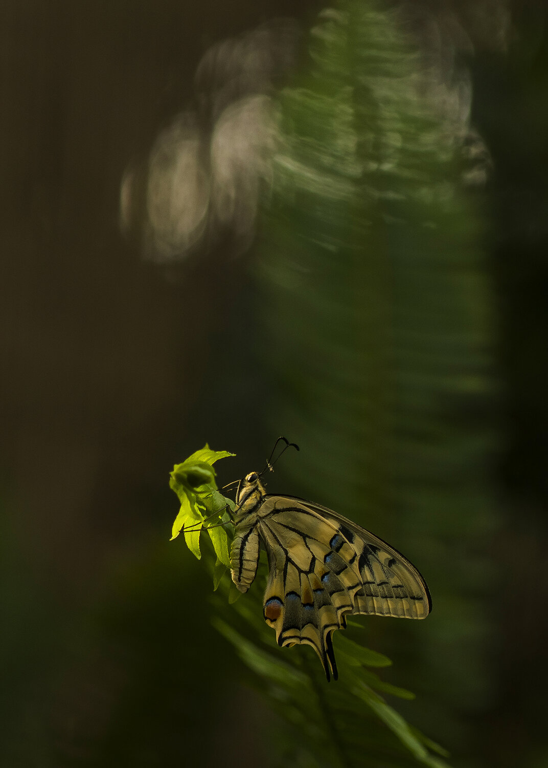 insect, animal, bokeh, lepidoptera, summer, polinator, nature, Andr&eacute;s Emilio