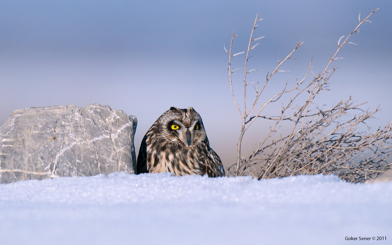 Short-eared Owl фото превью