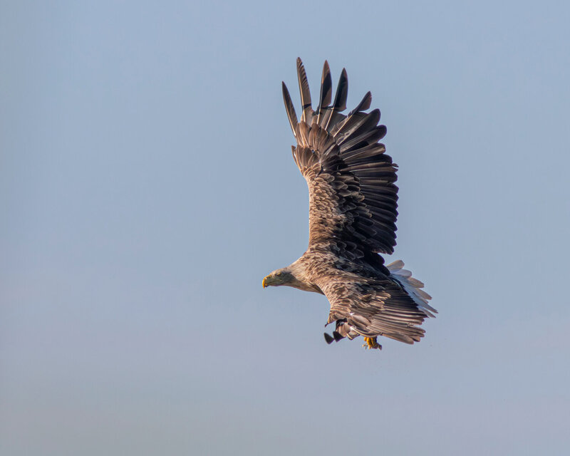 орлан-белохвост, орлан, haliaeetus albicilla, white-tailed eagle, eagle, wildlife, nature, bird, birdwatching, birds of prey, curonian lagoon, lagoon, залив, природа, птица, куршский залив, птицы калининградской области Боевой разворот фото превью