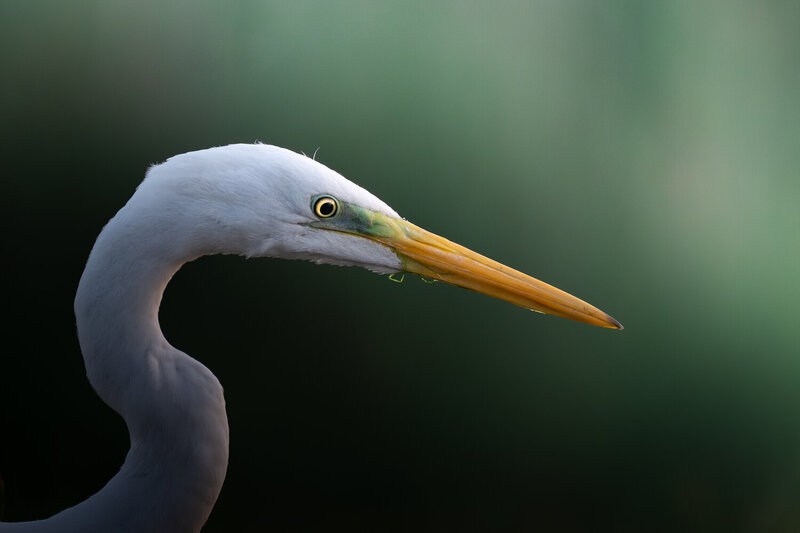 большая белая цапля, цапля, egret Портрет цапли фото превью