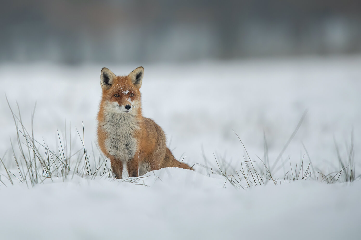 Red Fox Sitting in a Snowy Winter Landscape. Автор: Damian Kwasek red fox, vulpes vulpes, fox, wild fox, wildlife, wild animal, mammal, predator, carnivore, winter, snow, snowy landscape, winter wildlife, wildlife photography, nature, nature photography, animal portrait, fox portrait, european wildlife, european mammal,, Damian Kwasek