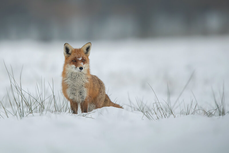 red fox, vulpes vulpes, fox, wild fox, wildlife, wild animal, mammal, predator, carnivore, winter, snow, snowy landscape, winter wildlife, wildlife photography, nature, nature photography, animal portrait, fox portrait, european wildlife, european mammal, Red Fox Sitting in a Snowy Winter Landscape фото превью