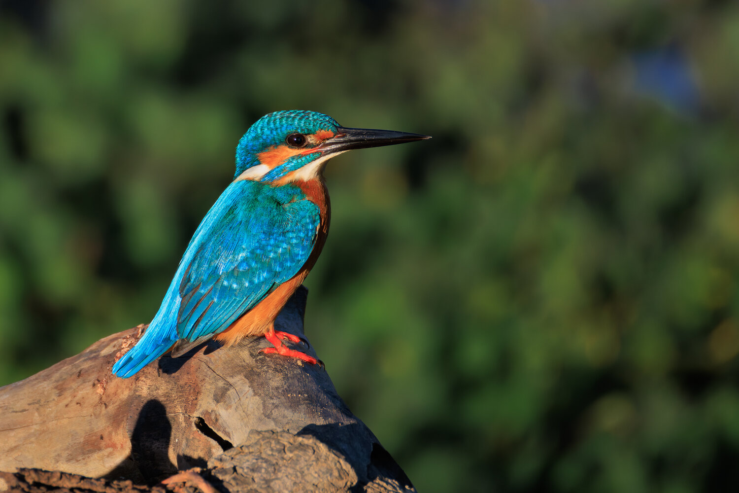 Зимородок. Автор: Николай Попов птицы, фотоохота, зимородок, шри ланка, яла, kingfisher, yala national park, Николай Попов