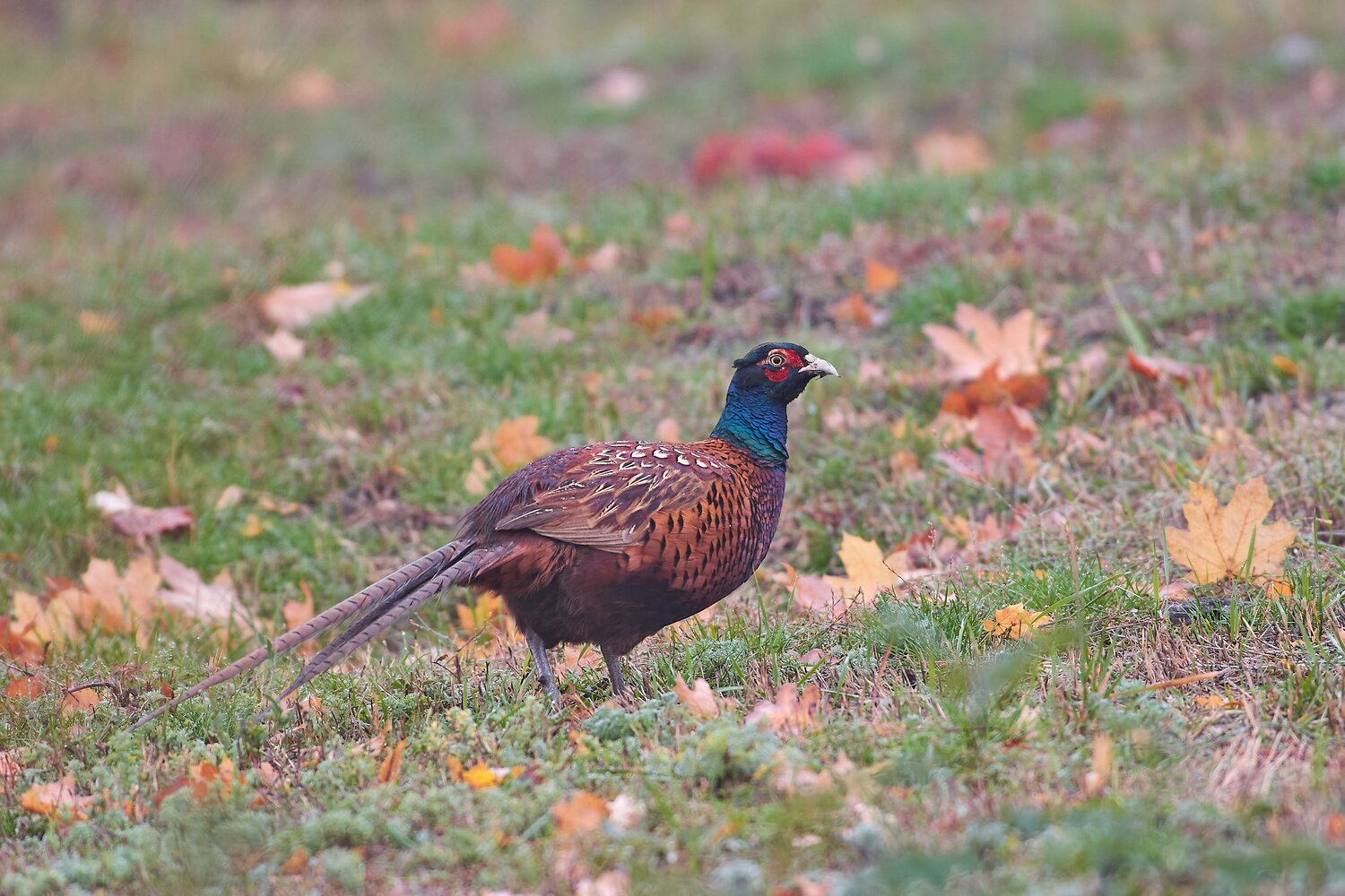 Phasianus colchicus. Автор: Павел Сторчилов Phasianus colchicus, фазан, обыкновенный фазан, Павел Сторчилов