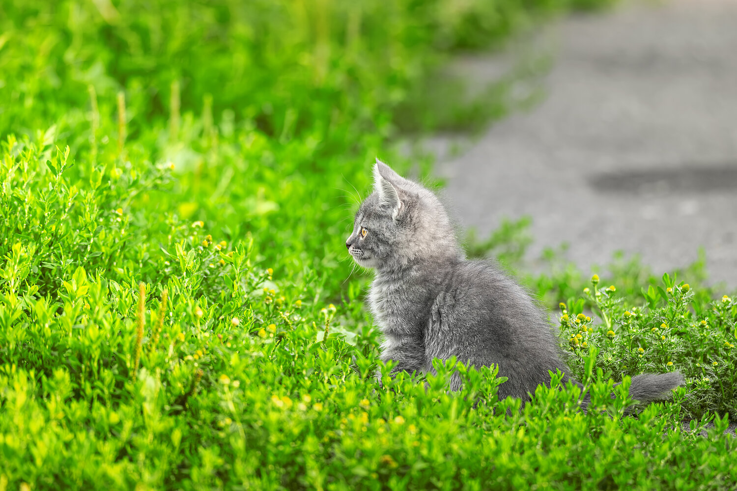 Котёнок. Автор: Корнеев Алексей , Корнеев Алексей