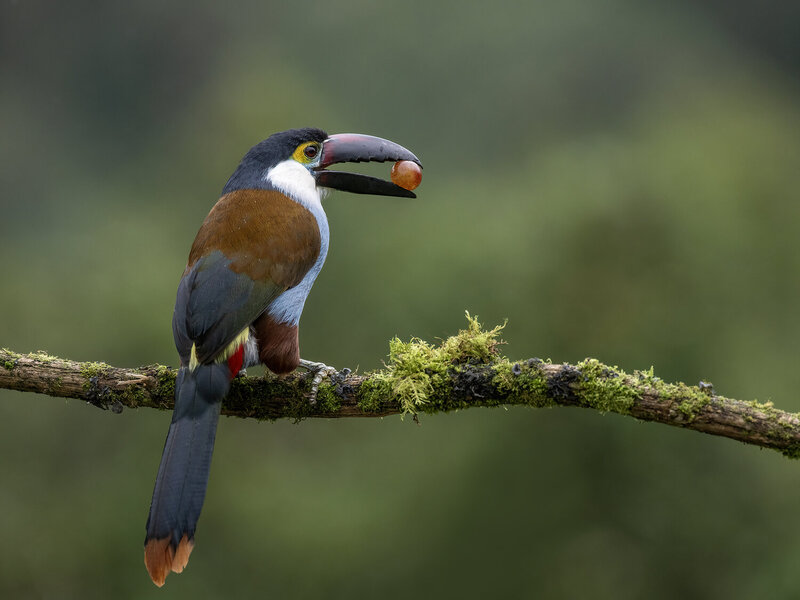 Black-billed Mountain-Toucan фото превью
