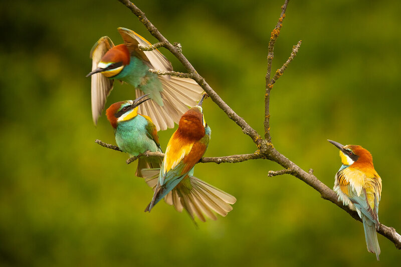 Bee-eater фото превью