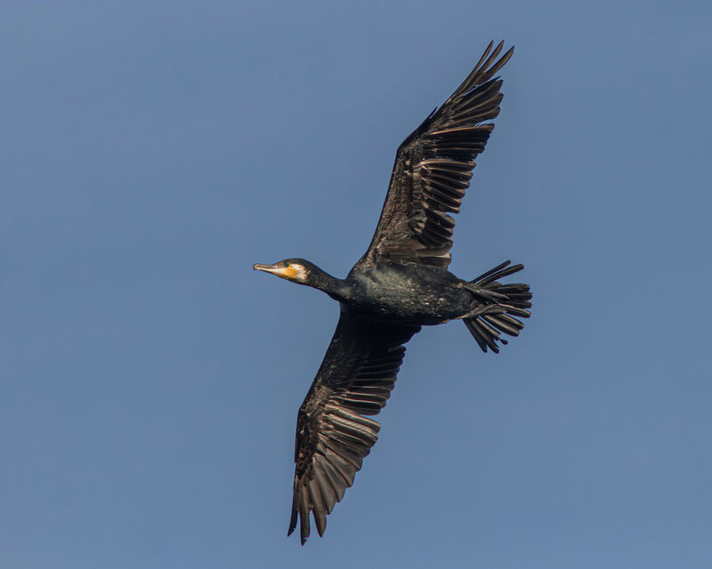 большой баклан, баклан, phalacrocorax carbo, great cormorant, cormorant, wildlife, nature Истребитель рыбы фото превью