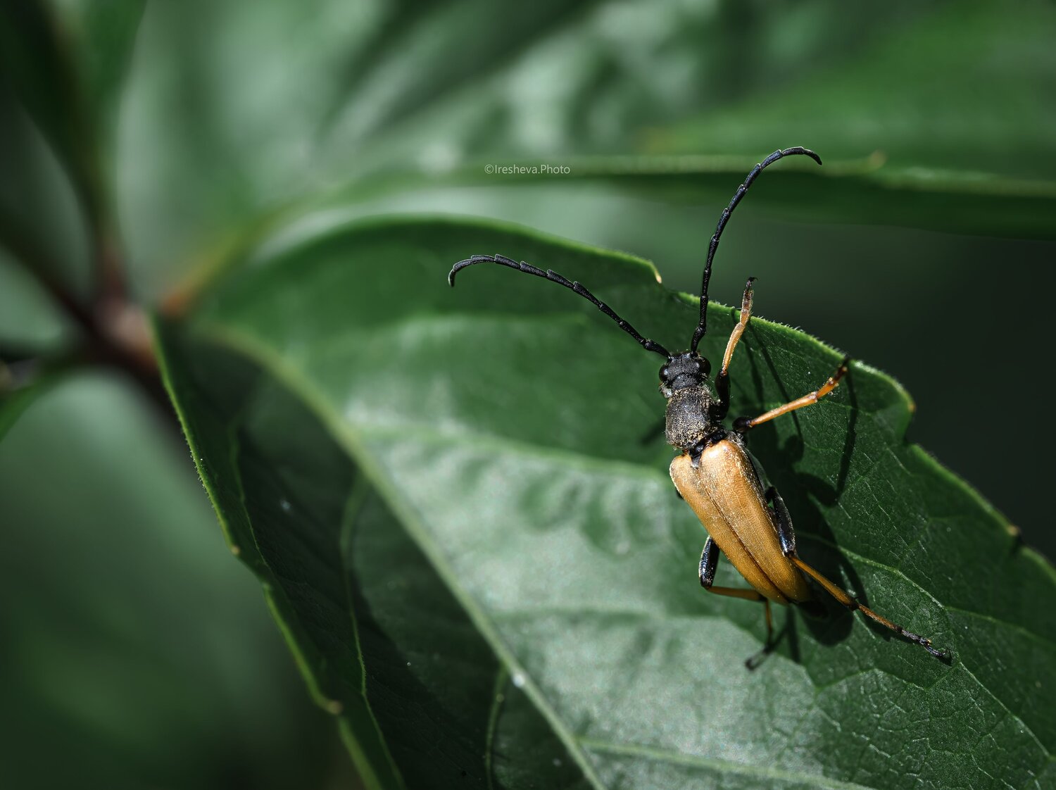 Лептура красная, Жук - усач, Macro, Ирешева Мария