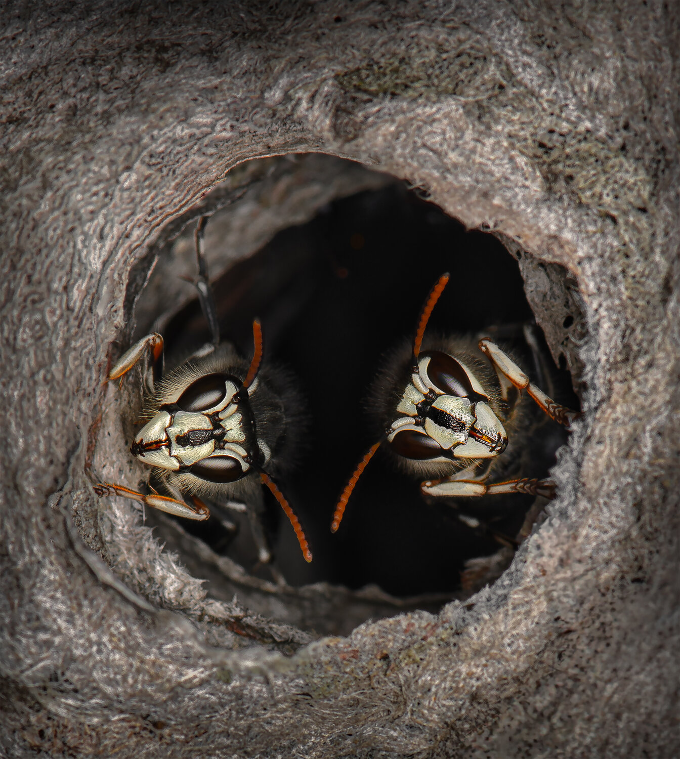Guardians of the hollow. Автор: Atul Saluja wasp, macro, insect, hornet, Atul Saluja