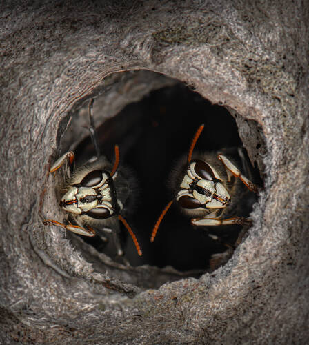 Guardians of the hollow