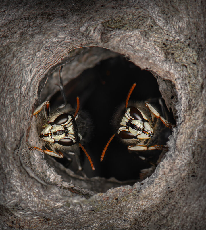 wasp, macro, insect, hornet Guardians of the hollow фото превью
