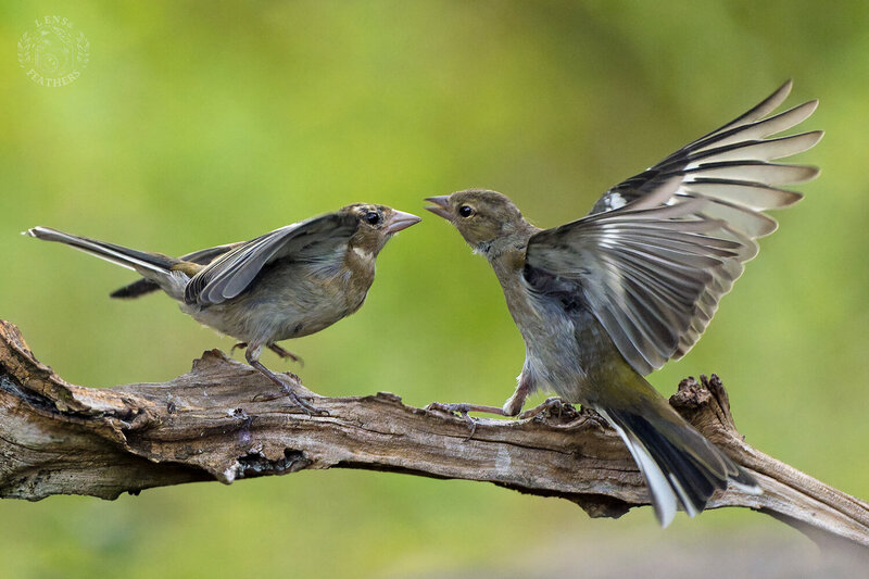 Зяблик - Lens and Feathers фото превью