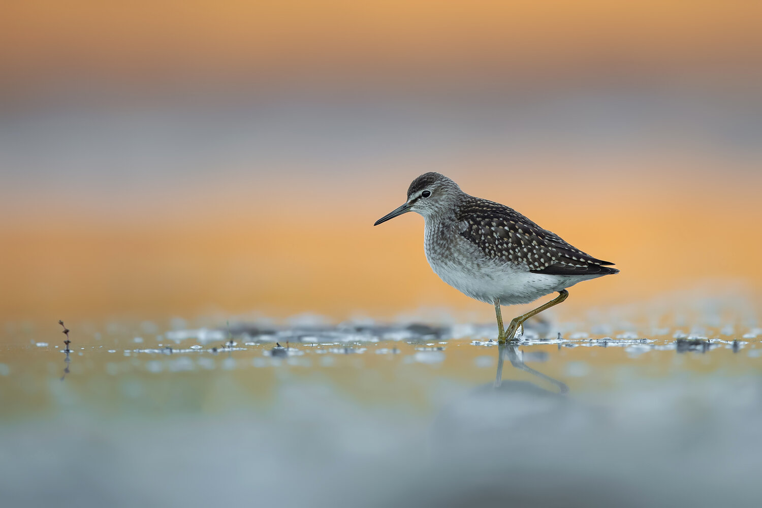 Wood Sandpiper Wading in Shallow Water at Golden Light. Автор: Damian Kwasek wood sandpiper, tringa glareola, sandpiper, shorebird, wader, wading bird, migratory bird, wetland bird, wild bird, bird, wildlife, wildlife photography, bird photography, nature, wetland, shallow water, water, marsh, natural habitat, migration, european , Damian Kwasek