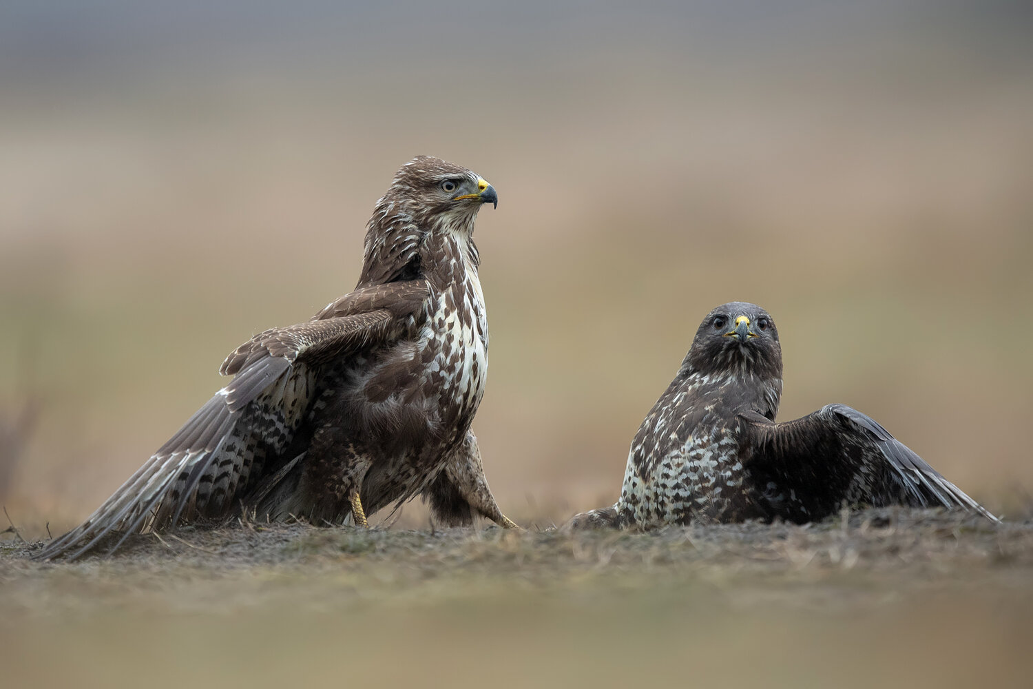 common buzzard, buteo buteo, buzzard, two buzzards, birds of prey, raptor, raptors, bird, wild birds, wildlife, wildlife photography, bird photography, nature, predator, predatory bird, european bird, european wildlife, wild animal, natural habitat, open , Damian Kwasek