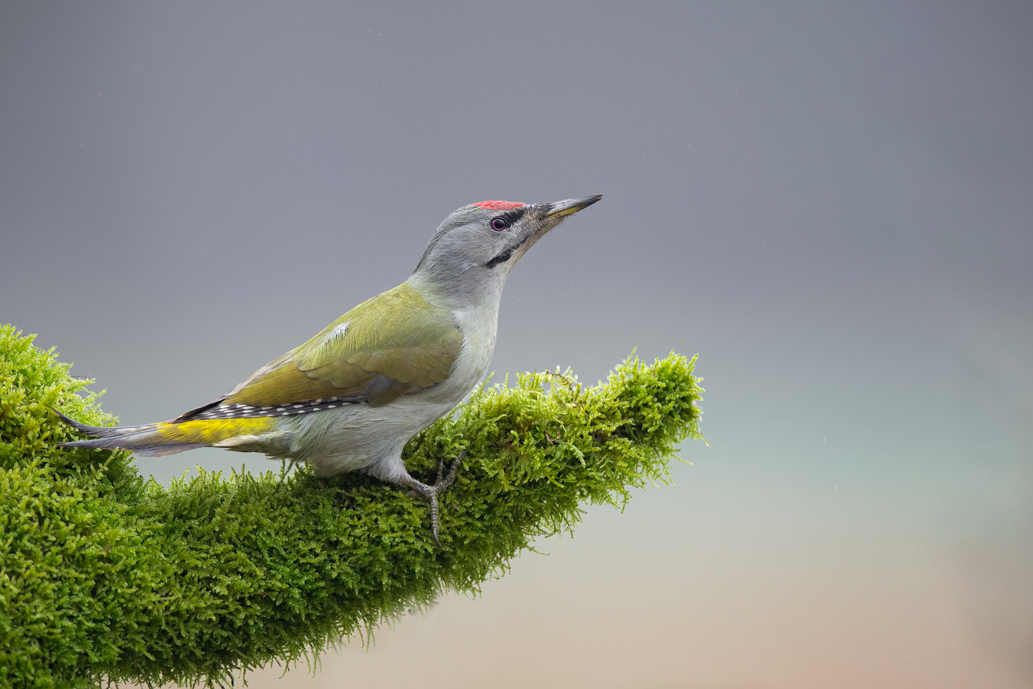 Grey-headed Woodpecker Perched on a Moss-Covered Branch. Автор: Damian Kwasek grey-headed woodpecker, picus canus, woodpecker, grey headed woodpecker, gray headed woodpecker, bird, wild bird, wildlife, wildlife photography, bird photography, nature, forest bird, woodland bird, european bird, european wildlife, avian, wild animal, n, Damian Kwasek