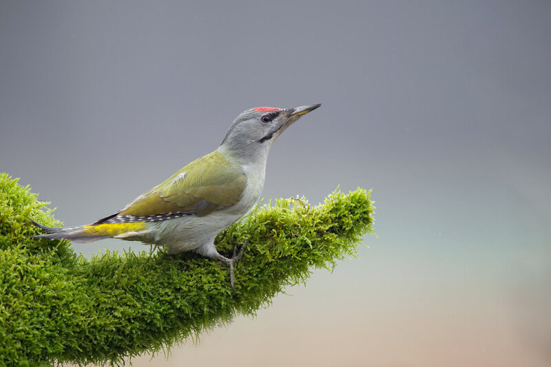 grey-headed woodpecker, picus canus, woodpecker, grey headed woodpecker, gray headed woodpecker, bird, wild bird, wildlife, wildlife photography, bird photography, nature, forest bird, woodland bird, european bird, european wildlife, avian, wild animal, n Grey-headed Woodpecker Perched on a Moss-Covered Branch фото превью