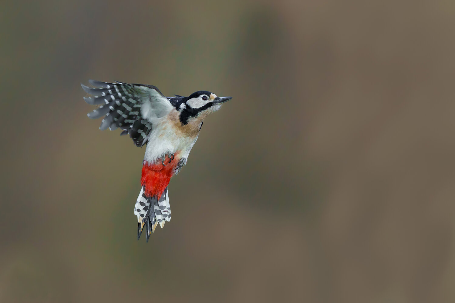 Great Spotted Woodpecker in Flight with Spread Wings. Автор: Damian Kwasek great spotted woodpecker, dendrocopos major, woodpecker, woodpecker in flight, flying woodpecker, bird in flight, flying bird, bird, wild bird, wildlife, wildlife photography, bird photography, nature, forest bird, woodland bird, european bird, european w, Damian Kwasek