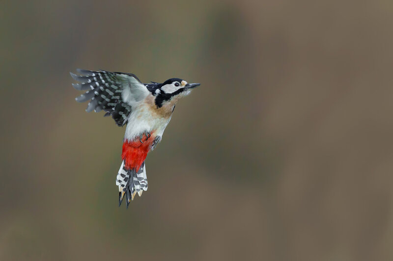 great spotted woodpecker, dendrocopos major, woodpecker, woodpecker in flight, flying woodpecker, bird in flight, flying bird, bird, wild bird, wildlife, wildlife photography, bird photography, nature, forest bird, woodland bird, european bird, european w Great Spotted Woodpecker in Flight with Spread Wings фото превью