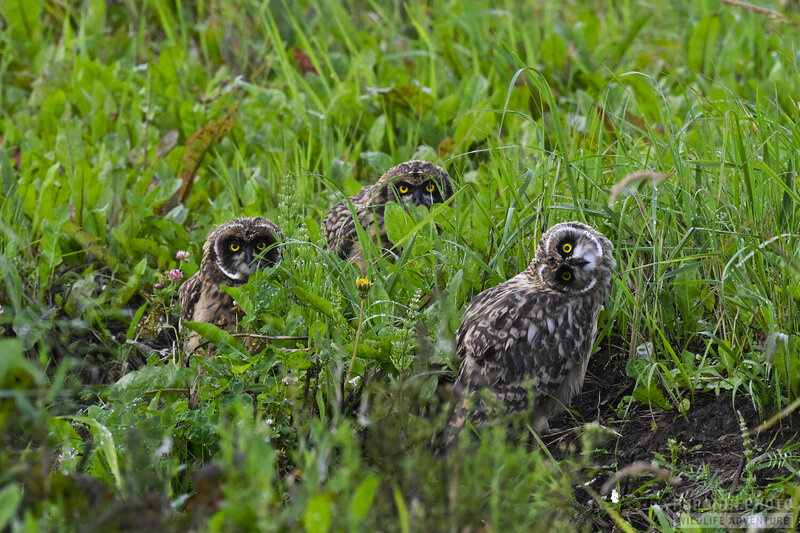За вами внимательно наблюдают фото превью
