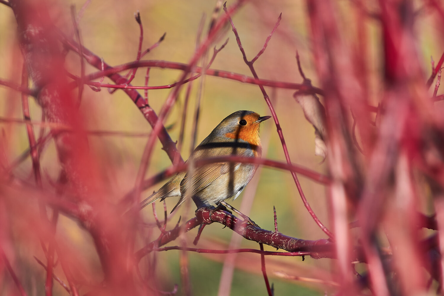 Erithacus rubecula, зарянка, малиновка, Павел Сторчилов