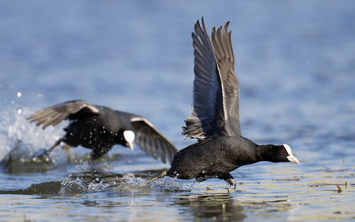 Eurasian Coot