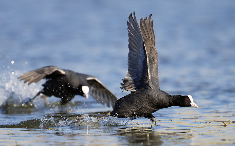 coot, eurasian coot, birds Eurasian Coot фото превью