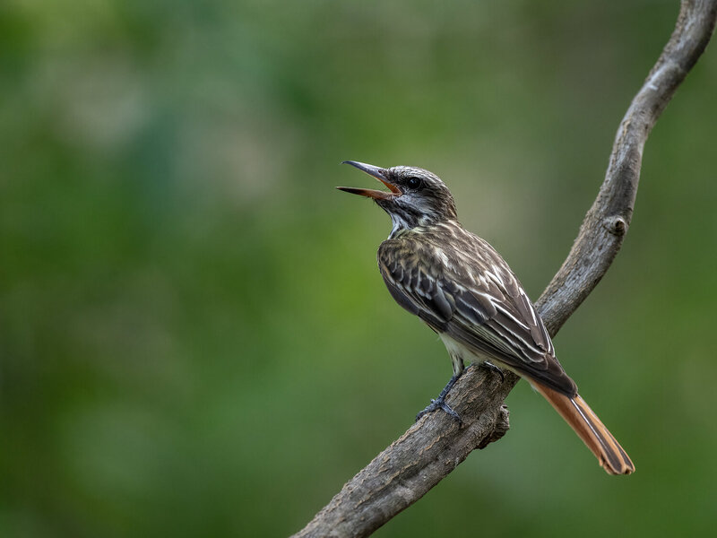 Sulphur-bellied Flycatcher фото превью