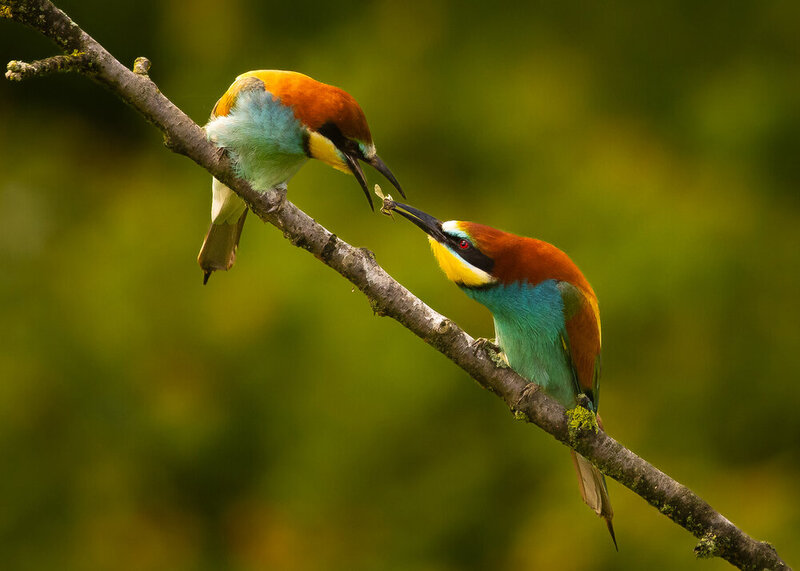 Bee-eater фото превью
