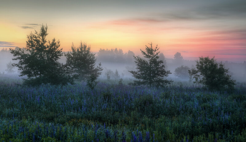 фото России, пейзажи России, рассветы Нижегородской области, люпины, природа России Время коротких ночей.. фото превью