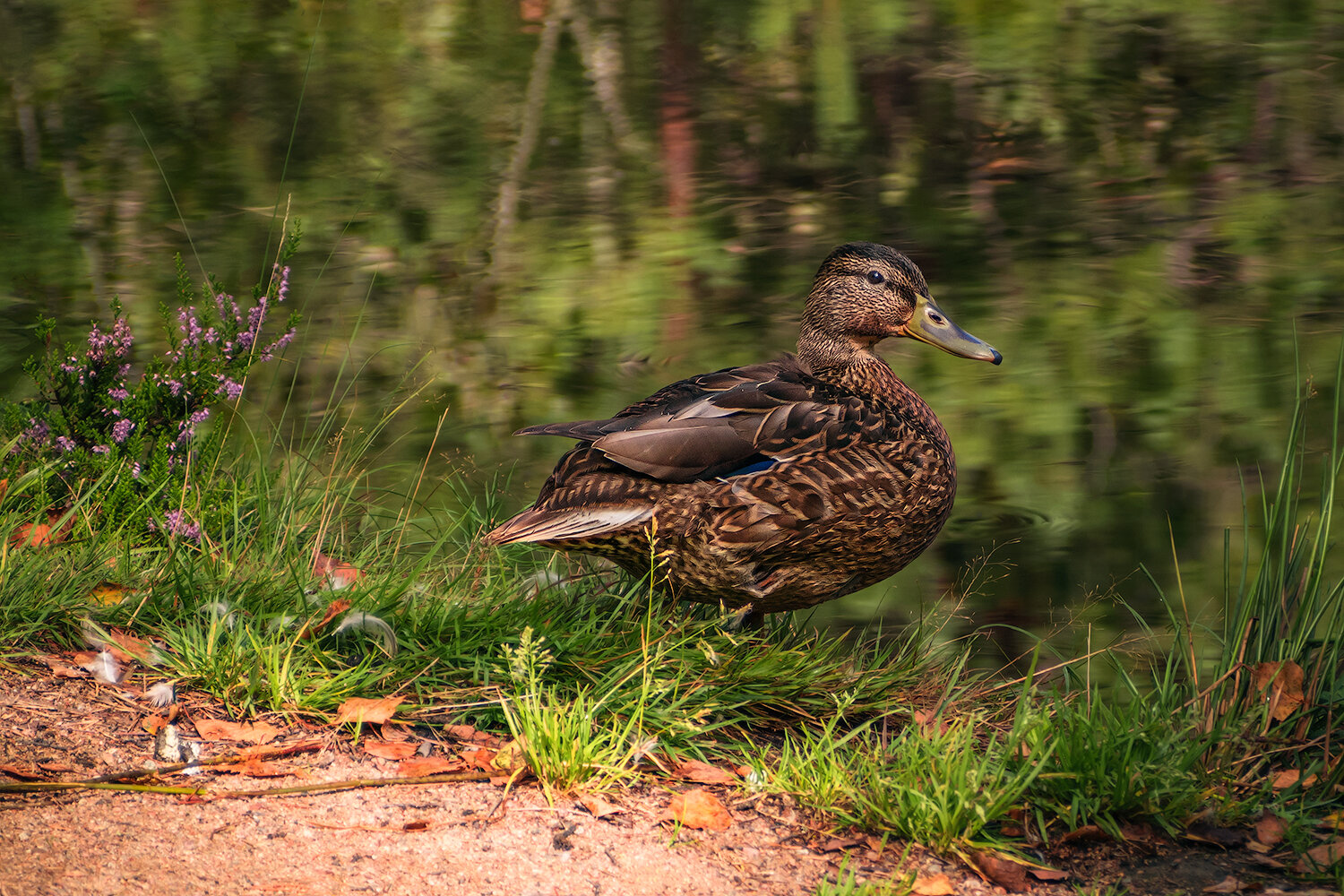 птицы, утки, кряква, природа, фауна, животные, nature, birds, fauna, animals, duck, Волкова Анна