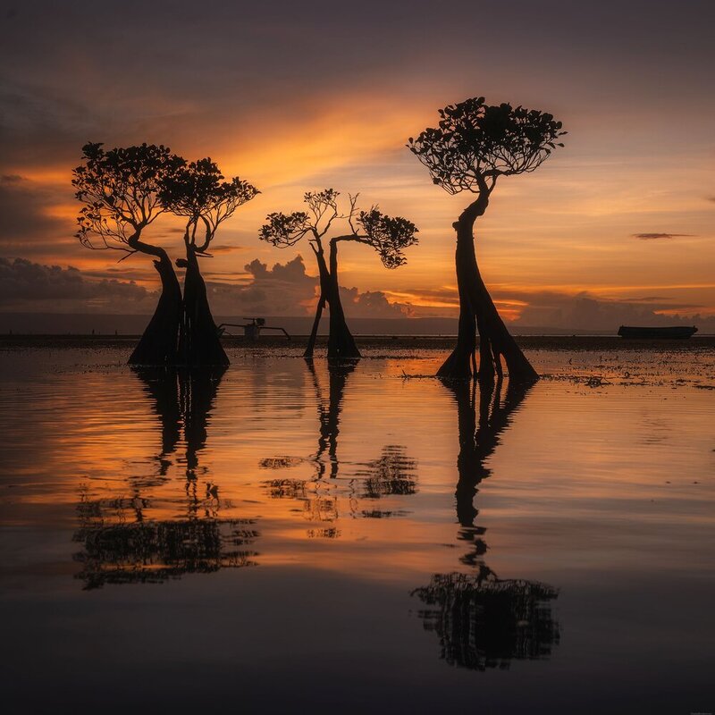 Sumba dancing trees фото превью