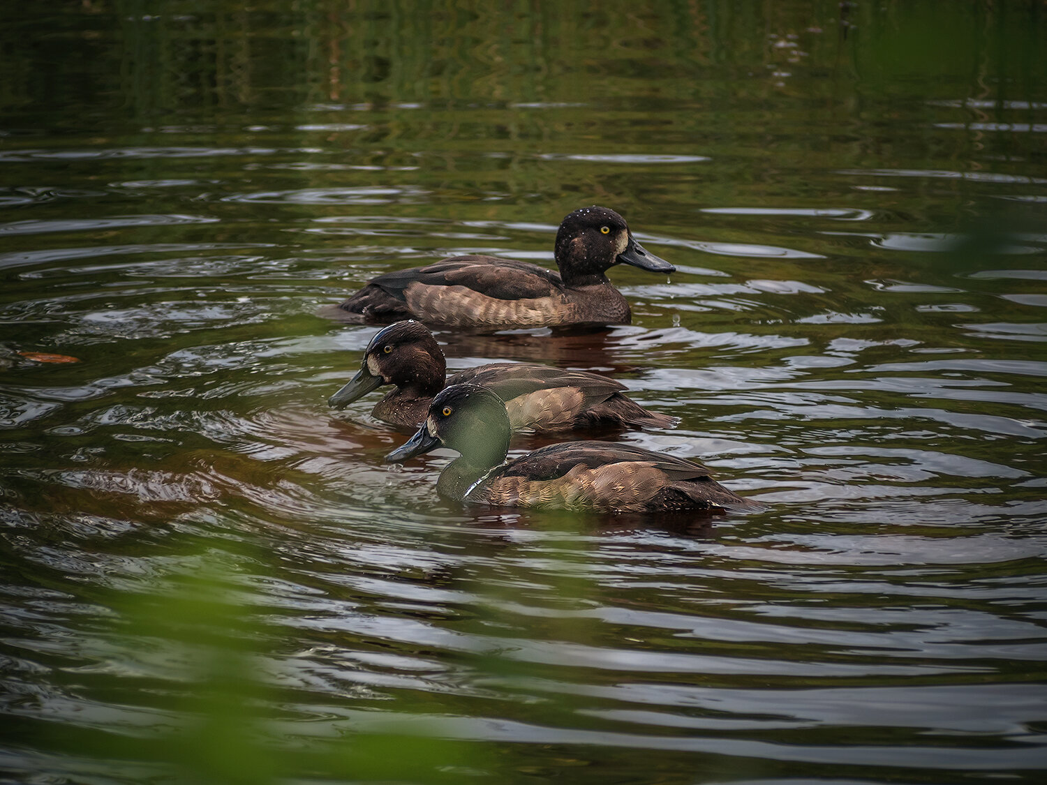 утки, птицы, животные, фауна, хохлатая чернеть, природа, nature, birds, duck, animals, fauna, Волкова Анна